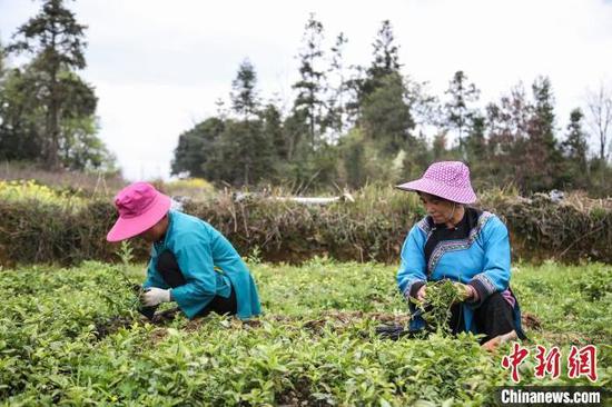 资料图:图为贵州三都县村民们家门口种植南板蓝根产业。刘鹏 摄