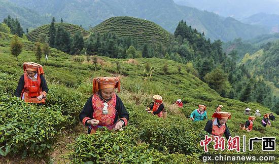 图为金秀高山茶园春色。蒙海 摄 金秀瑶族自治县增强发展能力 提升脱贫质量