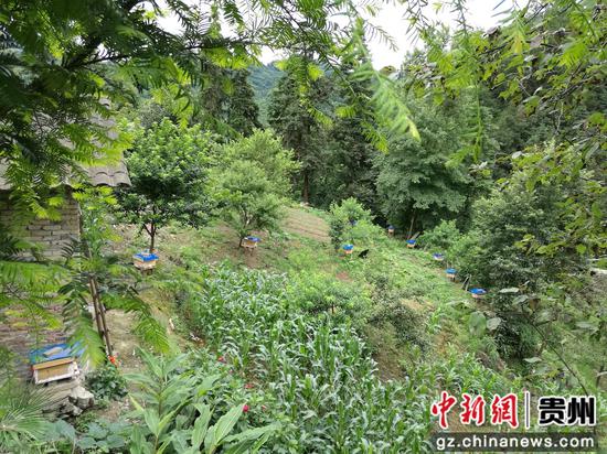 纸房乡林下养蜂基地 纸房乡林下养蜂基地