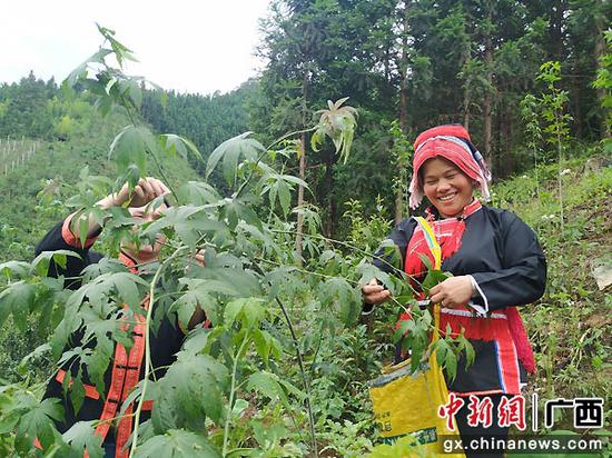 图为 金秀县长垌乡平孟村瑶族群众在采摘甜茶。梁春玉 摄 广西生态环境厅定点帮扶金秀 守住“绿水青山”创造“金山银山”