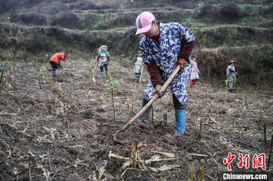 图为农户在贵州黔西金兰镇双庆村毡帽山基地种植香樟树苗。　瞿宏伦 摄