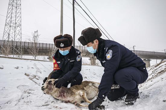 达坂城高铁警务区民警查看受伤鹅喉羚伤势。
