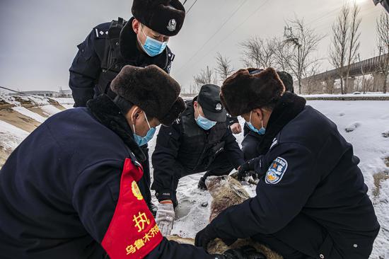 赶到现场的达坂城区公安分局森林民警对受伤的鹅喉羚伤势进行检查。