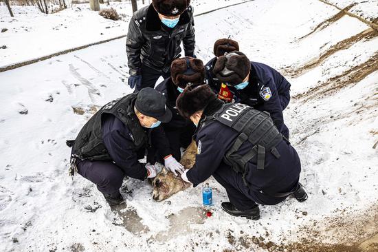 到达现场的达坂城公安分局森林民警对受伤鹅喉羚受伤部位进行清理。