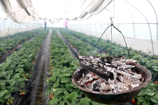 温岭农户给大棚草莓园挂上一个炉火取暖。林绍禹 摄