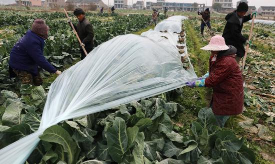温岭新河屏上村农民给花菜盖上薄膜。林绍禹 摄