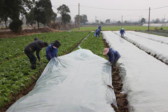 温岭箬横农户加盖防寒塑料薄膜。江文辉 摄