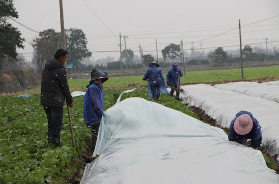 温岭箬横农户加盖防寒塑料薄膜。江文辉 摄