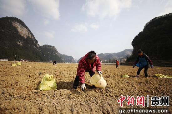 村民在贵州省江口县闵孝镇双屯村坝区马铃薯种植基地劳作。