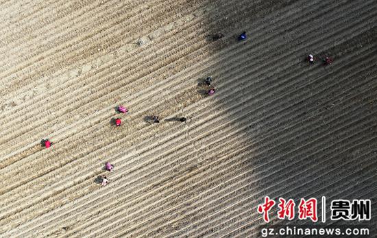 村民在贵州省江口县闵孝镇双屯村坝区马铃薯种植基地劳作。
