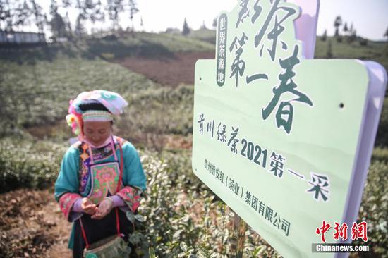 1月14日，“贵州绿茶”2021年第一采活动现场。中新社记者 瞿宏伦 摄