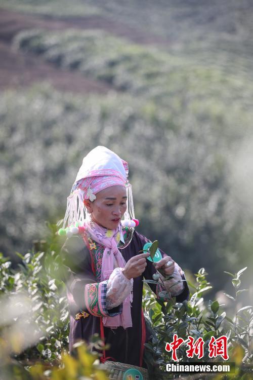 1月14日，茶农在贵州“普安茶神谷”采摘茶叶。中新社记者 瞿宏伦 摄