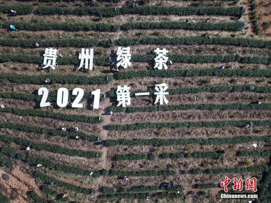 1月14日，航拍“贵州绿茶”2021年第一采活动现场。中新社记者 瞿宏伦 摄
