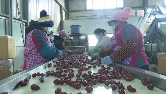 火柳果业农民专业合作社工人正在车间分拣红枣。闫泽伟 摄