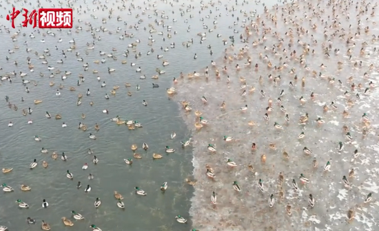 新疆紅海濕地公園迎萬余只候鳥“歇腳”