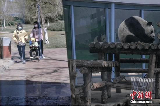 3月27日，游客在天津动物园内游玩。当日，天津动物园恢复开放。中新社记者 佟郁 摄