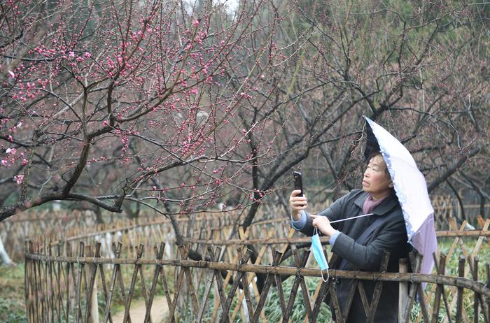 一位游人在拍摄已长出花苞的梅花树。王刚 摄