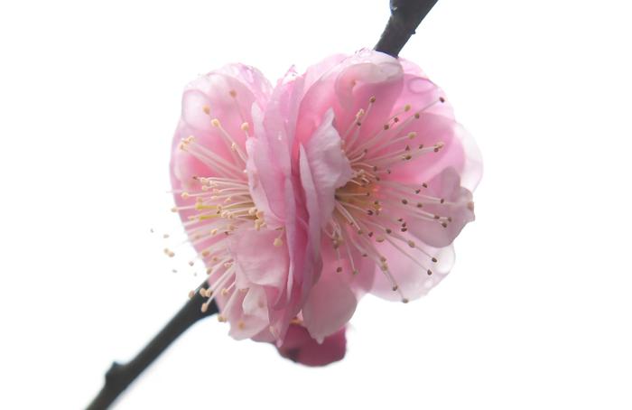 西湖边盛放的梅花。王刚 摄