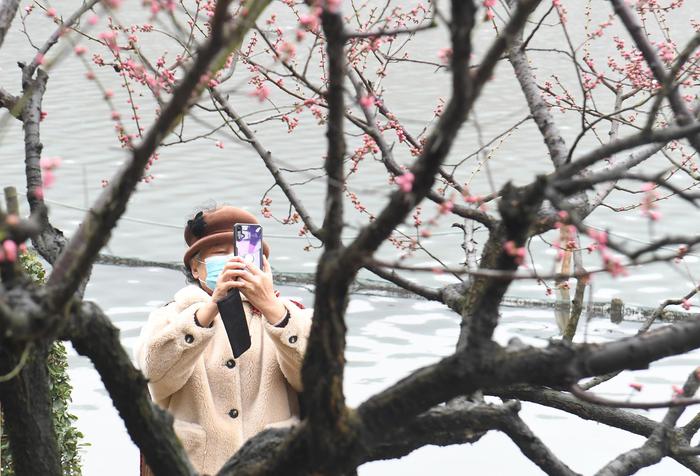 一位游人在梅花树下拍照。王刚 摄