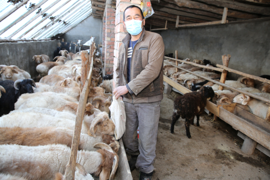 贫困户阿布热合曼·肉扎宏在自家庭院棚圈里，即日内出栏的90多只育肥羊喂饲料。华岩明摄