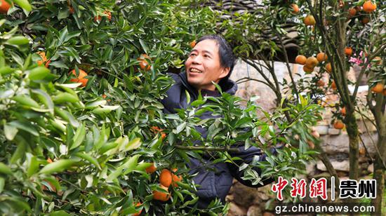 生机镇庆坪村村民葛道贤在采摘柑橘。