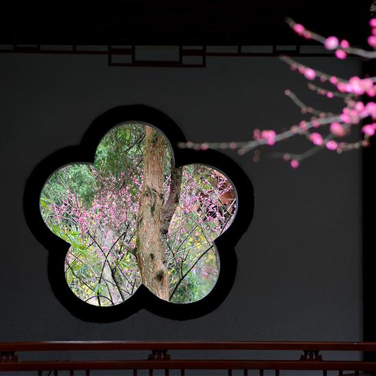 超山梅花 超山景区 供图