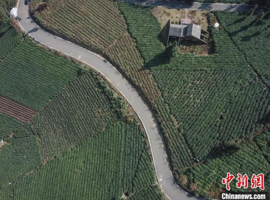 资料图：贵州茶园。瞿宏伦　摄