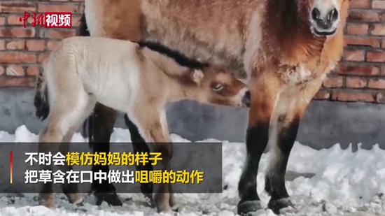 新疆：野馬駒降生 找奶喝學走路