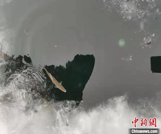 渔政检查员放生渔民误捕的新疆扁文鱼鱼种。　艾尼瓦尔 摄

