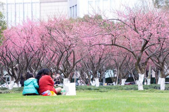 台州市民坐在草坪上赏梅。丁玲 摄