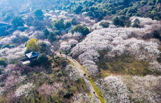 超山梅花。景区供图