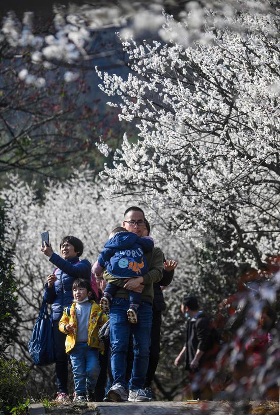 超山梅花。景区供图