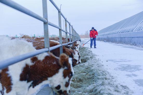 2020年11月21日，在十师一八二团肉牛养殖基地，工人正在给牛投喂饲料。陈洋摄