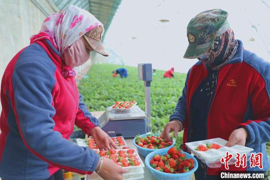 温室大棚的职工正在包装新鲜草莓。　杨厚伟 摄