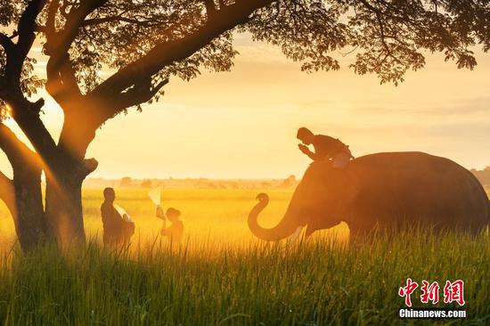 2月20日消息，泰国素林府，农民和大象在田间劳作。在当地生活着超过200头大象，亚洲象帮助农民们播种和运送稻谷，在村庄里十分常见，一些家庭将其当做宠物。摄影师称当地农民们经常与大象一起参加早晨的仪式，在他们开始一天的耕作之前鼓舞士气。（具体拍摄时间不详）图片来源：视觉中国