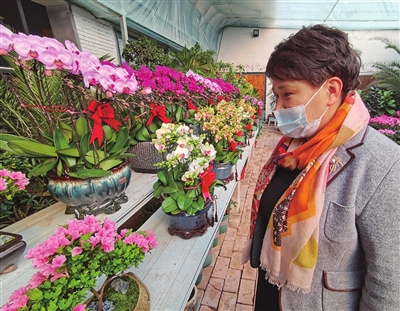 春节期间，人们纷纷购买各种鲜花，扮靓居室，烘托节日氛围。刘芳 摄