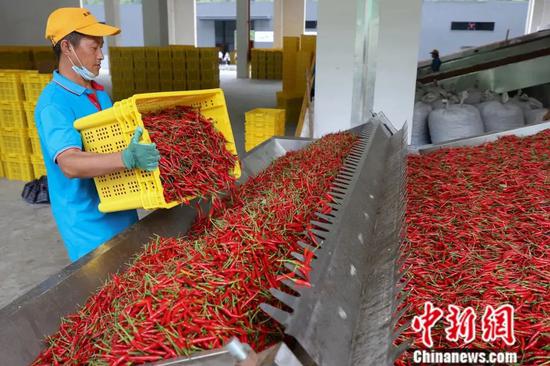 新蒲新区中国辣椒城的工人在加工辣椒。瞿宏伦 摄
