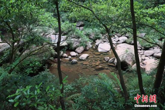 贵州赤水桫椤国家级自然保护区。瞿宏伦 摄