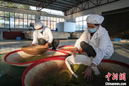 图为贵州贞丰小屯镇一家茶企员工在加工茶叶。　瞿宏伦 摄