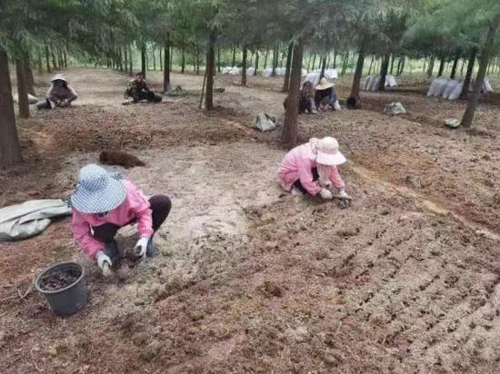 杭州植物园开展园林绿化植物废弃物的资源化利用研究。杭州市生态环境局供图