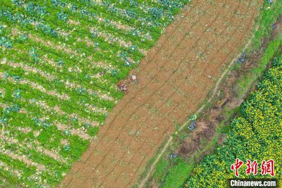 图为航拍农户在贵州贞丰北盘江镇青杠林坝区用旋耕机松土。　瞿宏伦 摄