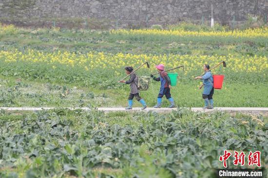 图为贵州贞丰北盘江镇的农户完成农活后回家途中。　瞿宏伦 摄