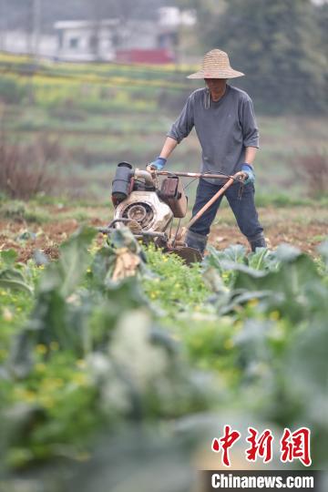 图为农户在贵州贞丰北盘江镇青杠林坝区用旋耕机松土。　瞿宏伦　摄