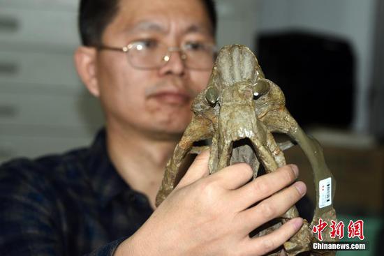2月24日，北京，中国科学院古脊椎动物与古人类研究所刘俊研究员展示介绍20世纪30年代地质学家袁复礼在新疆发现的二齿兽化石，这也是中国最早发现的二齿兽化石之一。刘俊最新在内蒙古大青山动物群研究发现吐鲁番兽属新种化石“九峰吐鲁番兽”，距今约2.55亿至2.52亿年，这也是目前发现的首个2.5亿年前既在热带又在温带分布的二齿兽类属。 中新社记者 孙自法 摄