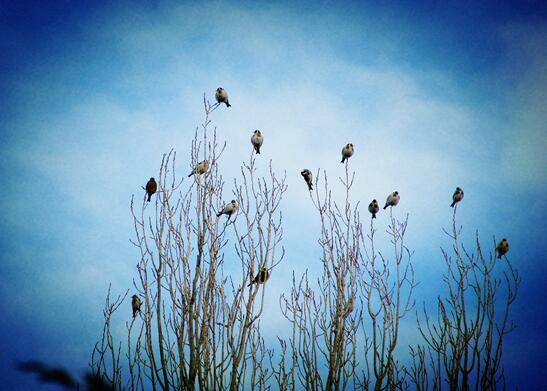 2月25日，在新疆裕民县城镇人民公园内，一群太平鸟在树枝上休憩。