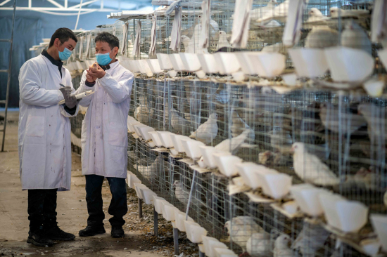 2月24日，在新疆巴音郭楞蒙古自治州尉犁县阿克苏普乡顺源养殖农民专业合作社，技术员正在进行肉鸽科学养殖信息采集。 李飞 摄