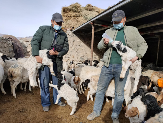 呼斯台村牧民卫星与儿子阿力腾乌力正在用牛奶喂小羊羔
