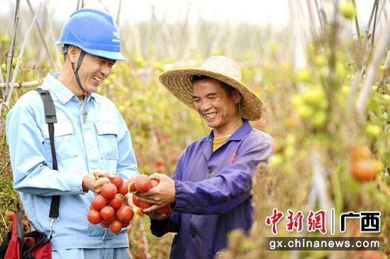 番茄种植成为四平村群众增收致富的主导产业，番茄平均亩产达1.2万斤。马华斌 摄