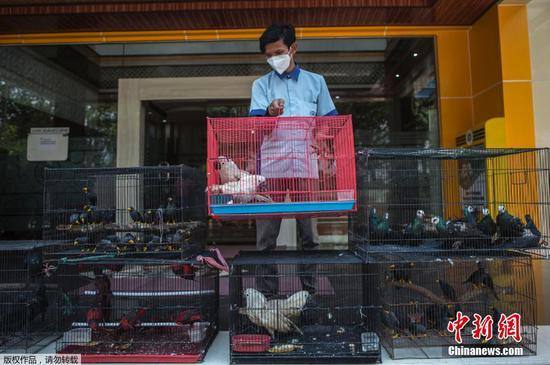当地时间2021年3月2日，印度尼西亚诗都阿佐，当地破获一起珍稀动物走私案，海关工作人员们在新闻发布会上展示了数百只从望加锡走私来的鸟类和乌龟，警方逮捕了5名嫌疑犯，解救了数百只鸟和龟。