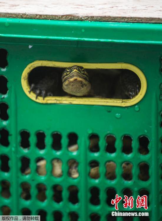 当地时间2021年3月2日，印度尼西亚诗都阿佐，当地破获一起珍稀动物走私案，海关工作人员们在新闻发布会上展示了数百只从望加锡走私来的鸟类和乌龟，警方逮捕了5名嫌疑犯，解救了数百只鸟和龟。